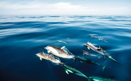 Exclusive Dolphin Cove Ocho Rios tour