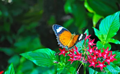 Cairns aquarium and small group city sightseeing tour