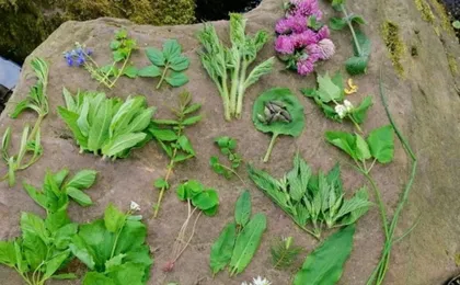 Wuppertal wild plant foraging guided walking experience
