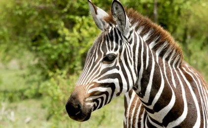 Tsavo East, Taita Hills and Salt Lick three-day safari from Mombasa