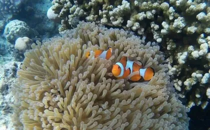 Surin Islands Snorkeling Trip from Phuket