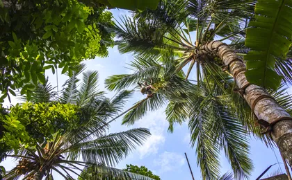 Sri Lankan Farm and Spice Traditions Tour with Tuk Tuk ride