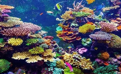 Half-Day Aqaba Glass Bottom Boat Tour – See Stunning Coral Reefs