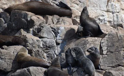 Seal viewing tour in Plettenberg Bay