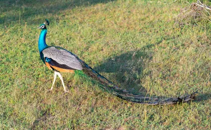 Yala National Park 4x4 safari with a local guide