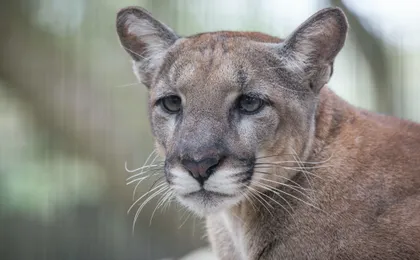 Tickets to ZooQuarium in Tampa