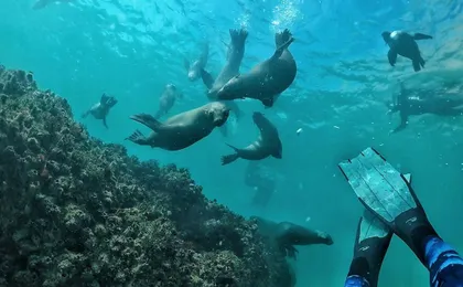 Swim with seals in Plettenberg Bay