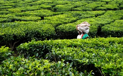 Kerala Tea Estate, Backwater & Marari Beach Tour