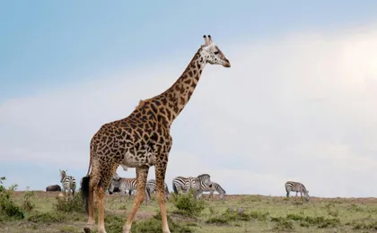 Two-day Chobe National Park boat safari and game drive