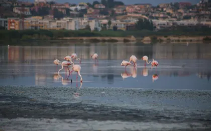 Guided tour of Nora archaeological site from Cagliari