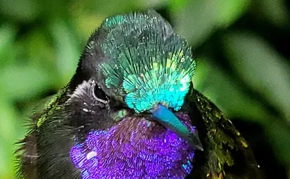 Monteverde Cloud Forest Wildlife Tour with a Local Naturalist