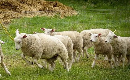 Day trip to the Island of Texel with a guide