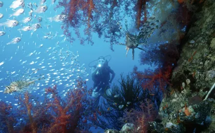 Coral viewing glass bottom-boat tour in Aqaba with open buffet