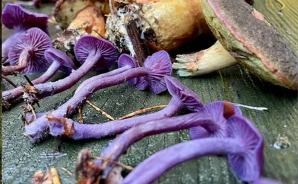 Mushroom foraging guided hike in Karlsruhe