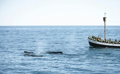 Puffin tour Iceland: Húsavík whale watching and puffins
