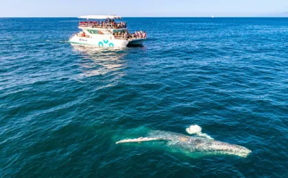 Puerto Vallarta whale-watching catamaran tour