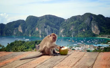 Speedboat tour of the Phi Phi Islands