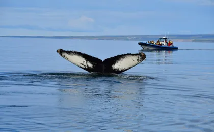 Húsavík whale safari and Puffin Island RIB boat tour