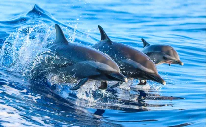 Dolphin watching on a luxury shared yacht with drink