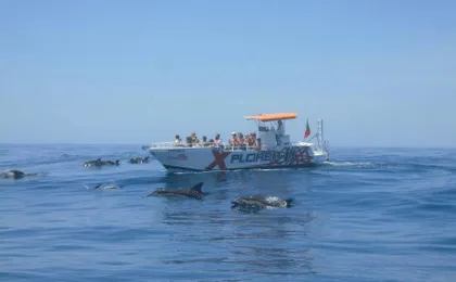 Caves in the Algarve and dolphin-watching boat tour from Albufeira