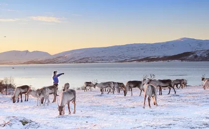 Sami Culture Experience with 10-Minute Reindeer Sledding