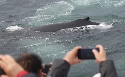 Classic whale watching tour in Reykjavík