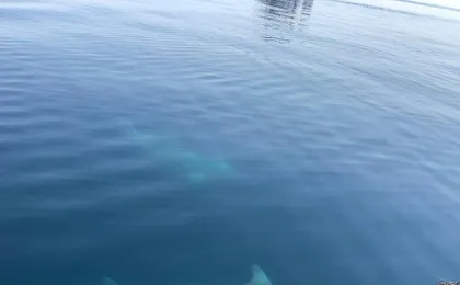Dolphin watching boat tour in in Taranto