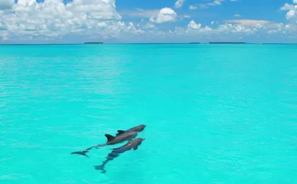Key West tour with dolphin watching from Miami
