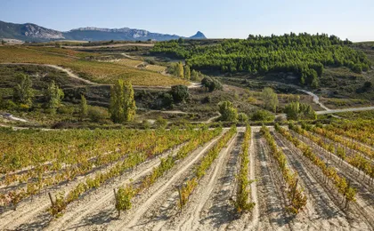 Tour to two wineries in La Rioja from Pamplona